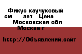 Фикус каучуковый 130 см. 10 лет › Цена ­ 6 500 - Московская обл., Москва г.  »    